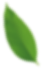 A single green leaf with a smooth texture and pointed tip.