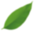A fresh green leaf with smooth edges.
