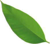 A single vibrant green leaf with smooth edges.
